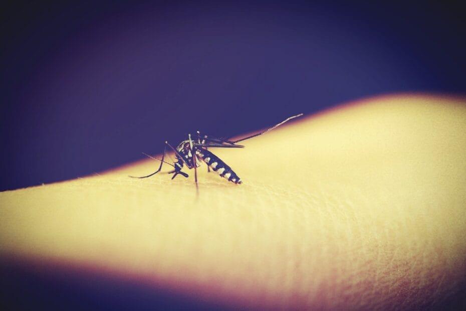 Malaria: know the basics